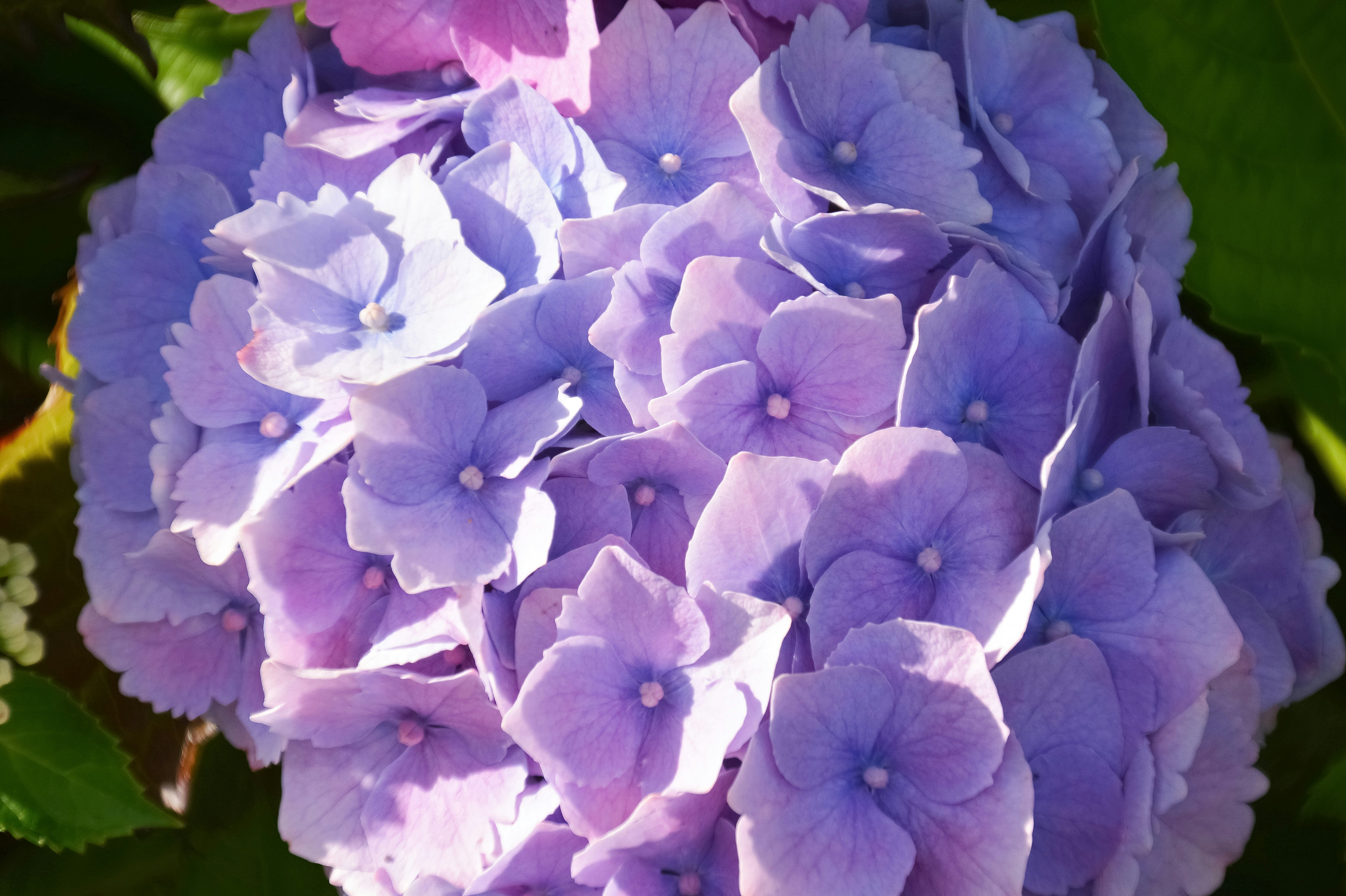 purple and white flower in close up photography